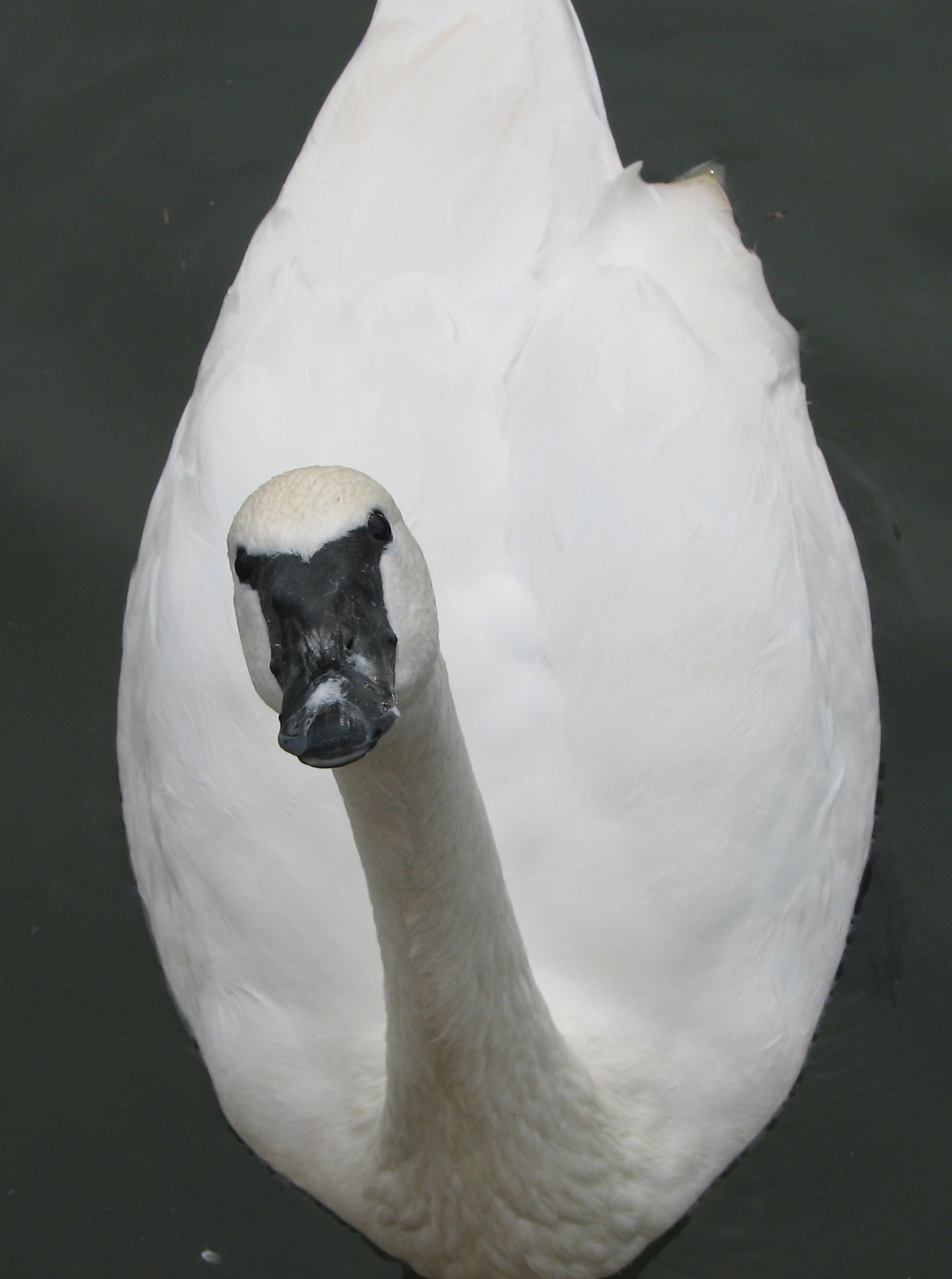 Cisne Trombeteiro