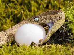 Cobra Comendo Ovo de Galinha 