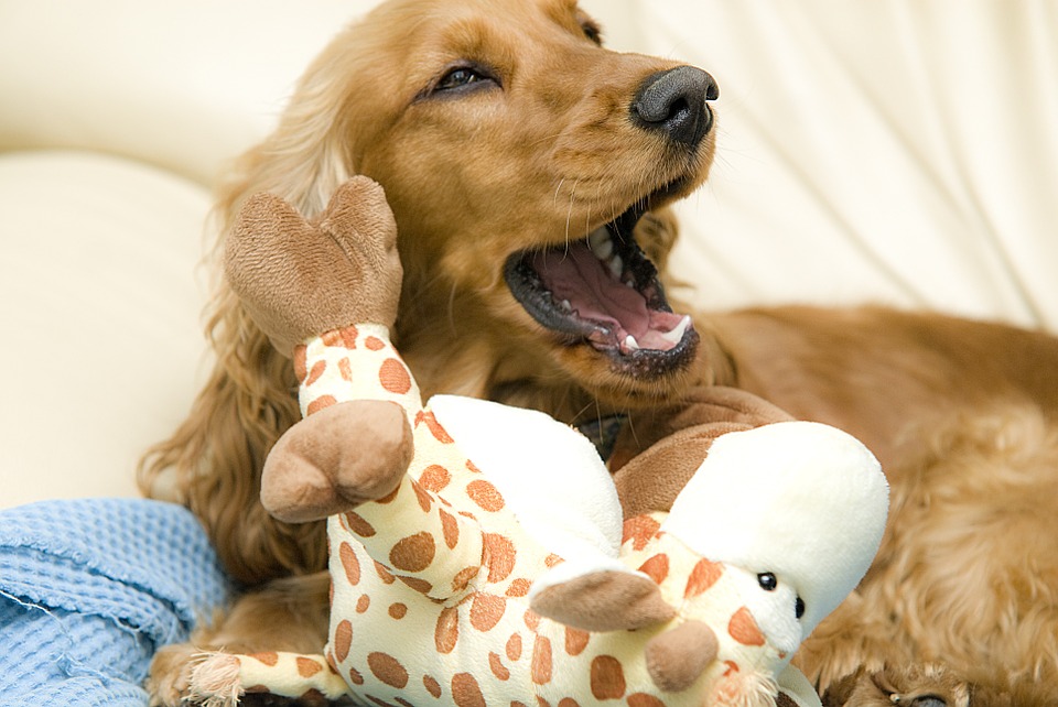 Cocker Spaniel Brincando Com uma Girafa de Pelúcia