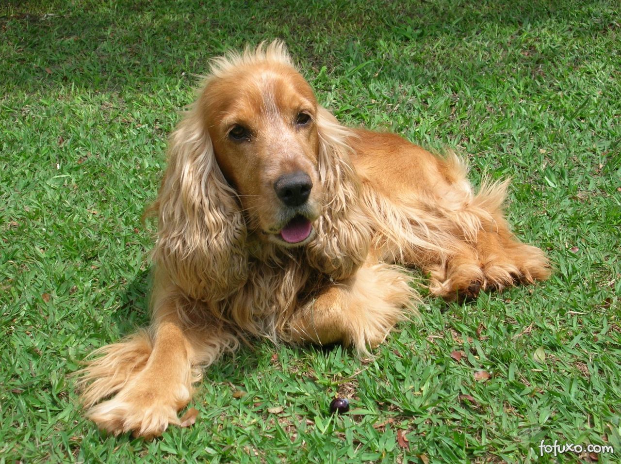 Cocker Spaniel Deitado na Grama