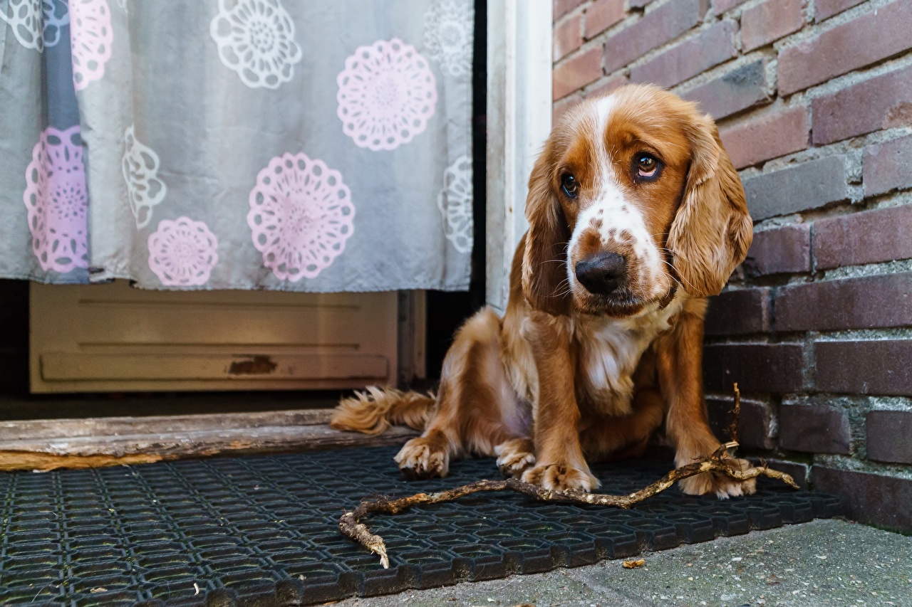 Cocker Spaniel Triste e Sozinho