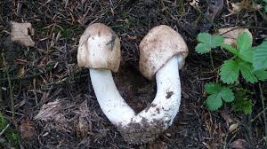 Para Que Serve o Cogumelo Agaricus?