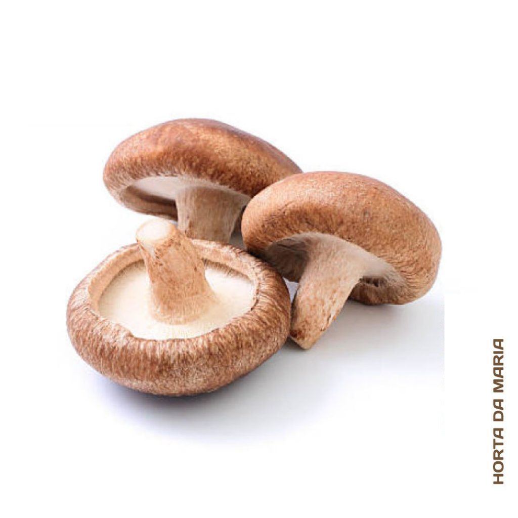 Quais Os Benefícios Do Cogumelo Shiitake? | Mundo Ecologia