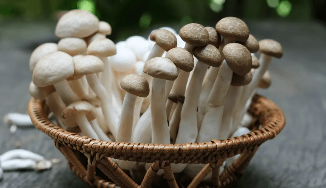Como Plantar E Cultivar Cogumelos De Todos Os Tipos? | Mundo Ecologia