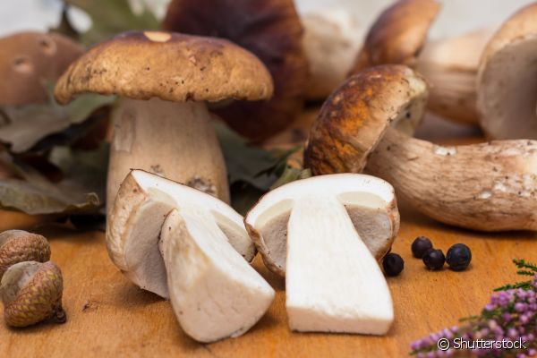 Como Plantar e Cultivar Cogumelos de Todos os Tipos?