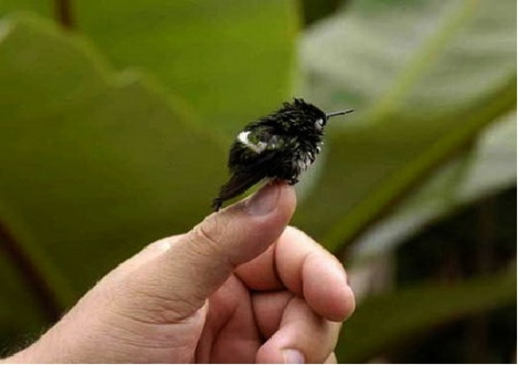 Colibri Abelha