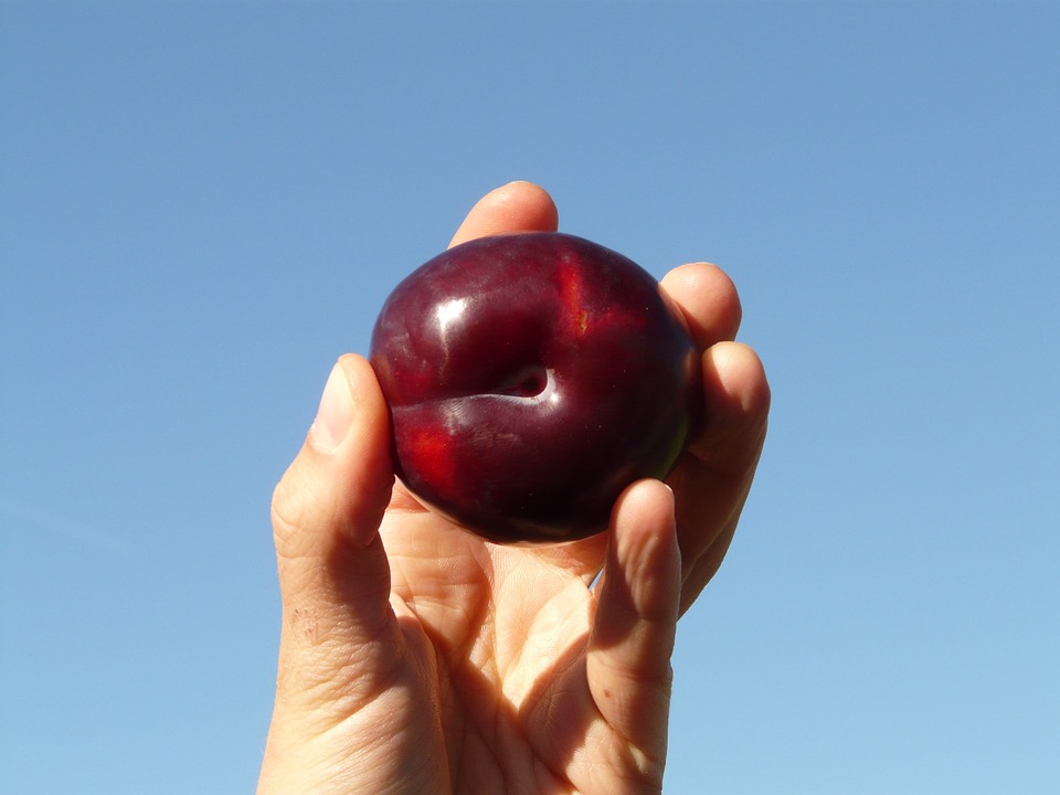 Comendo Ameixa Pluma 7 Vermelha