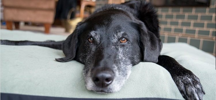 Como Calcular a Idade de Um Cachorro?