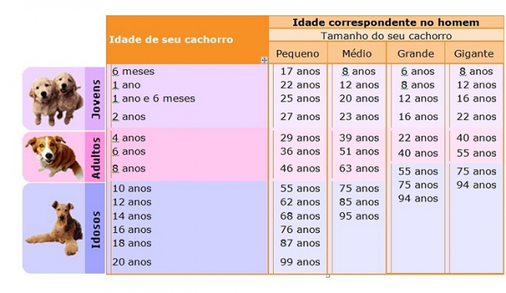 Como Calcular A Idade De Um Cachorro? Mundo Ecologia Como Calcular A Idade De Um Cachorro? Mundo Ecologia