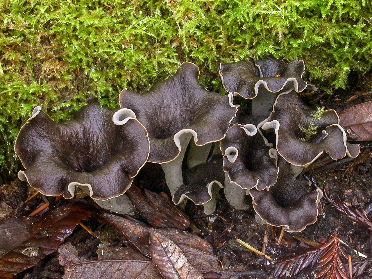 Craterellus Cornucopioides