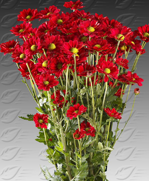 Crisantemos De Corte O Que Sao E Fotos Da Flor Mundo Ecologia