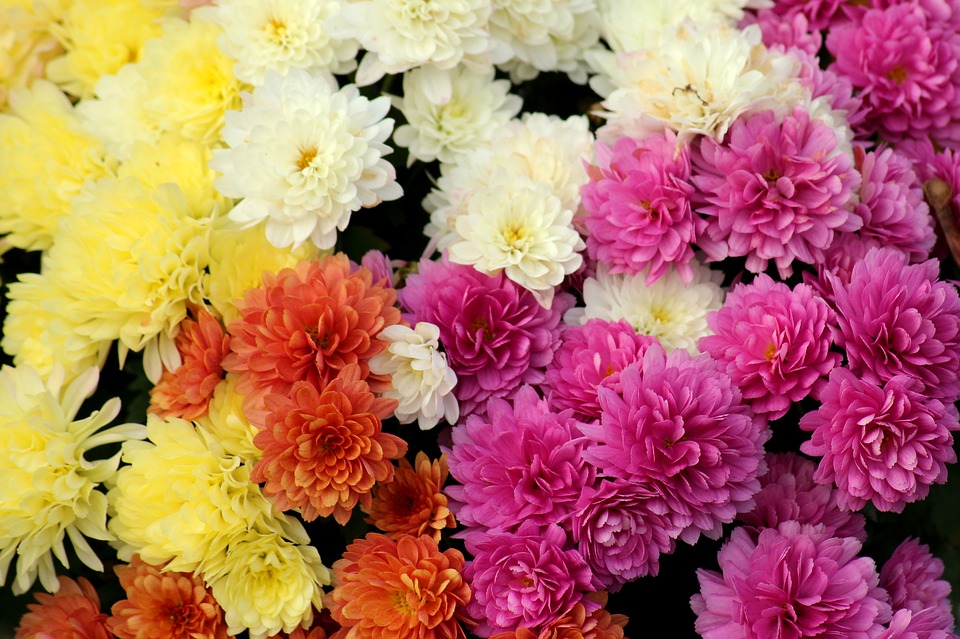 Crisântemos Coloridos: Mudas, Cultivo, Preço, Arranjos E Fotos