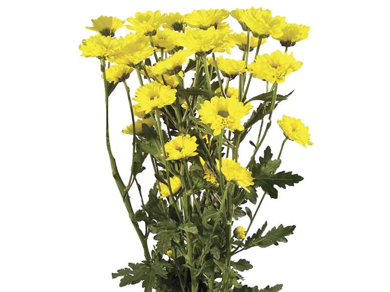 Crisântemos De Corte: O Que São E Fotos Da Flor