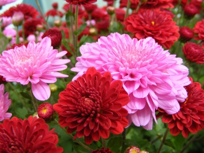 Crisântemos Florido