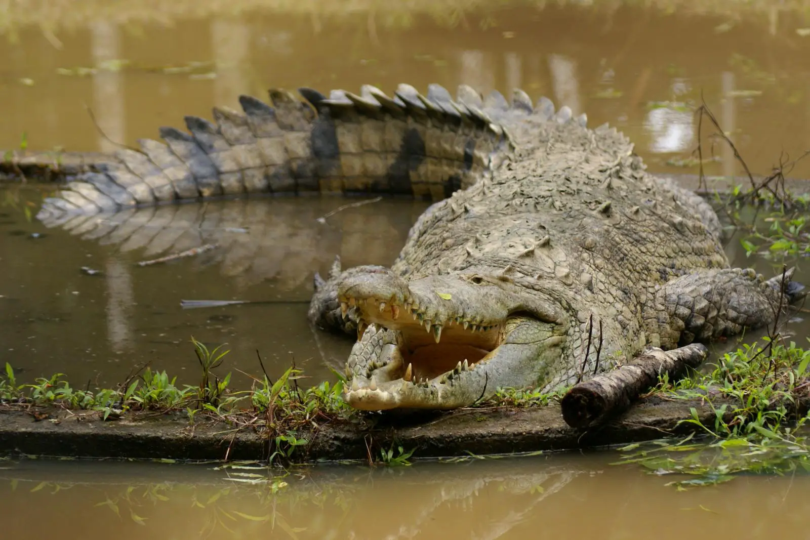 O que é mais perigoso crocodilo ou jacaré