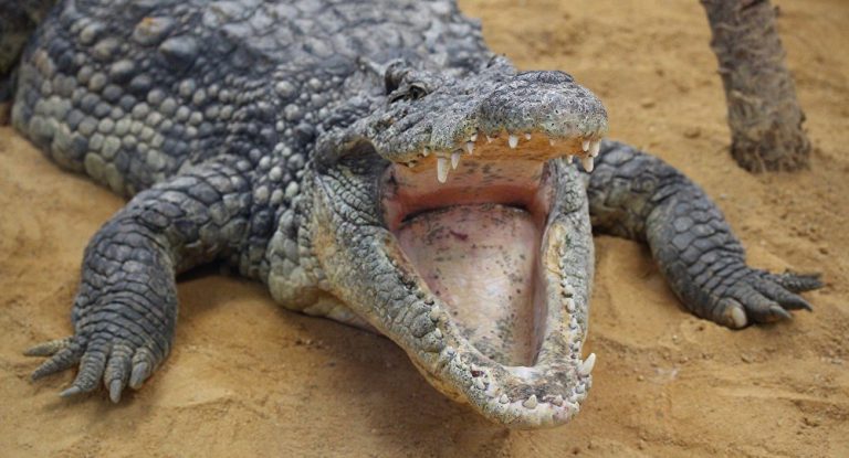 Quais São os Principais Lacertílios e Crocodilianos do Brasil? | Mundo ...
