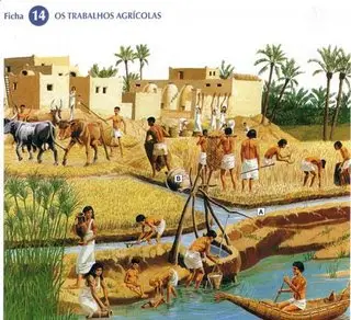 Cultivo de Trigo no Egito