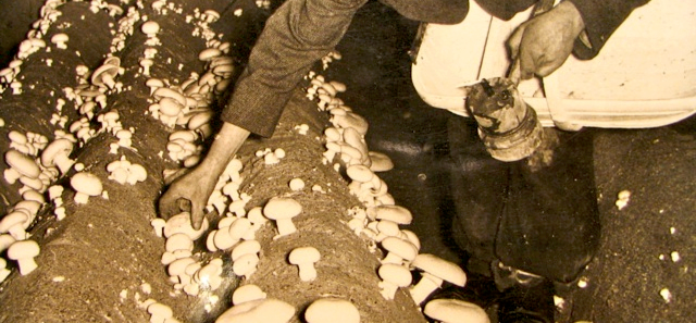 Cultivo do Cogumelo