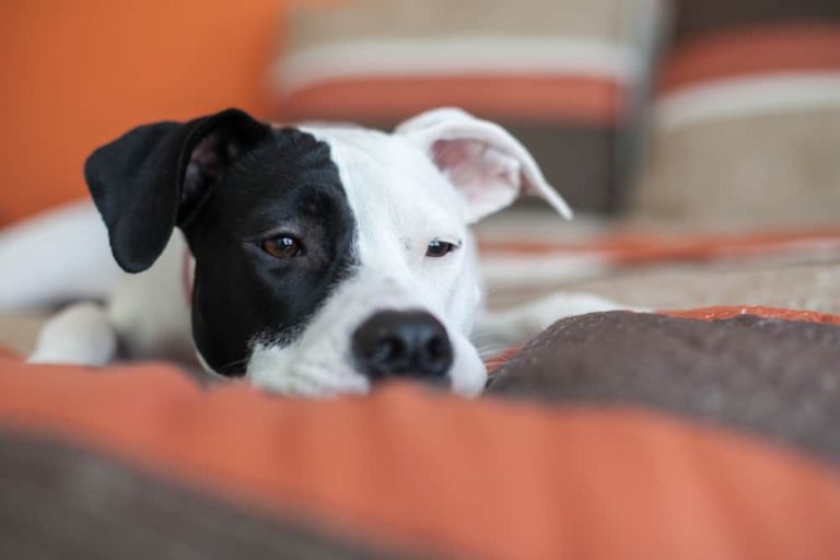 Cachorro Com Cinomose
