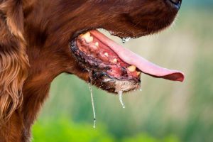 O Que Pode Ser Quando o Cachorro Está Babando? | Mundo Ecologia