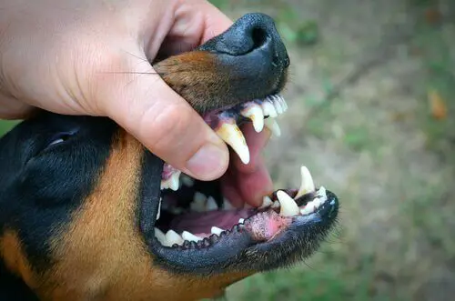 Dentes do Pinscher 