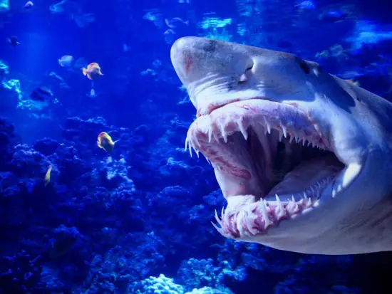 Dentição do Tubarão Cabeça-Chata 