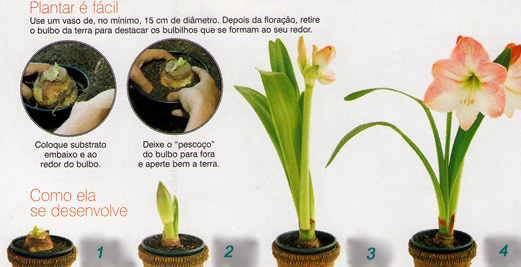Desenvolvimento da Flor da Amarílis