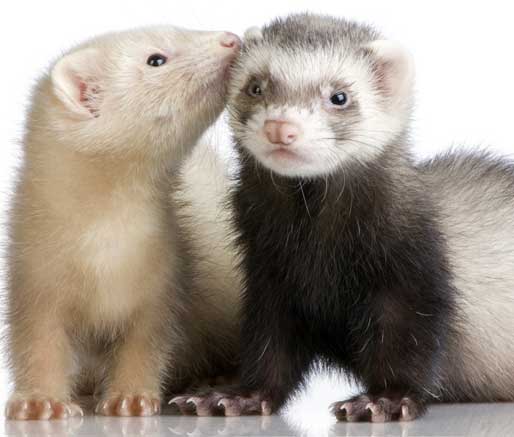 Qual A Diferença Entre Furão E Ferret? Tudo Sobre Ferret!