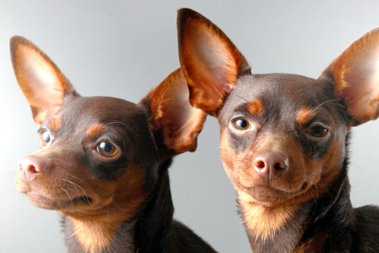 Dois Pinscher 