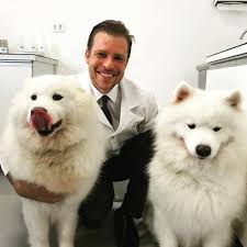 Dois Samoieda no Veterinário