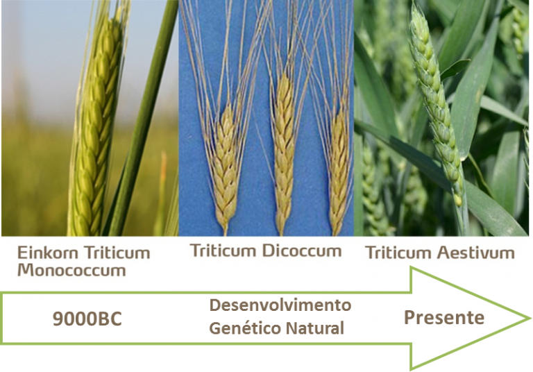 Origem do Trigo Para o Pão e História Mundo Ecologia