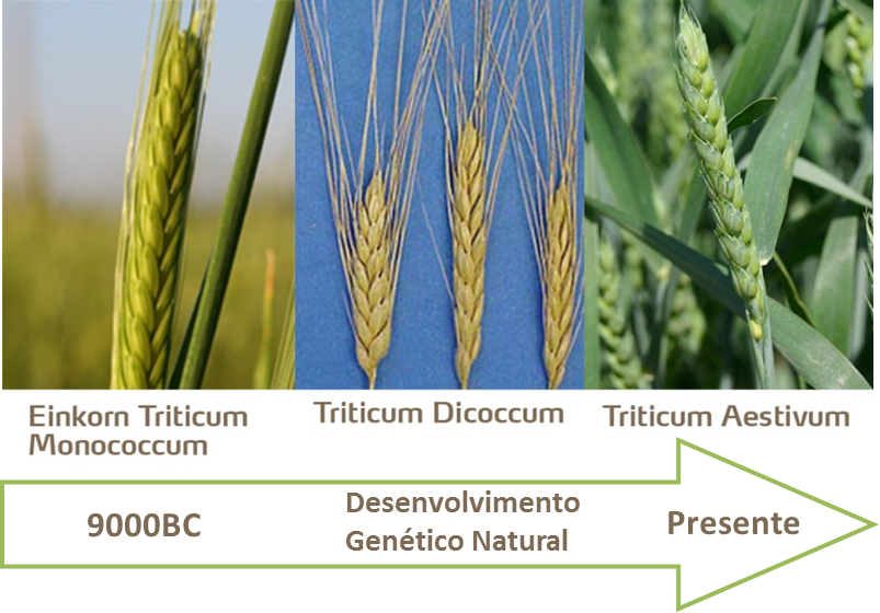 Domesticação do Trigo 