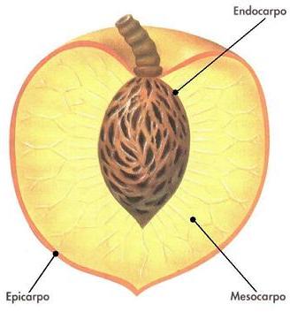 Endocarpo