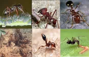 Espécies de Formigas 