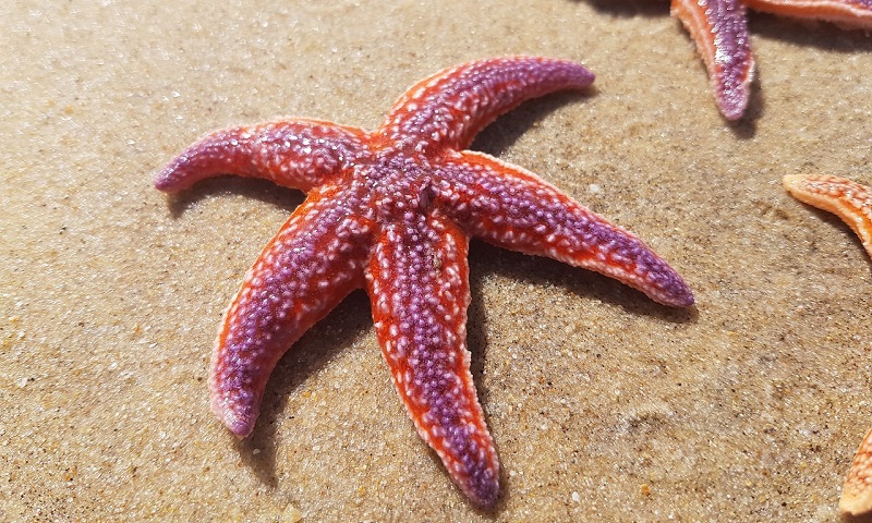 Estrela do Mar 