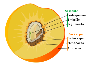 Exocarpo