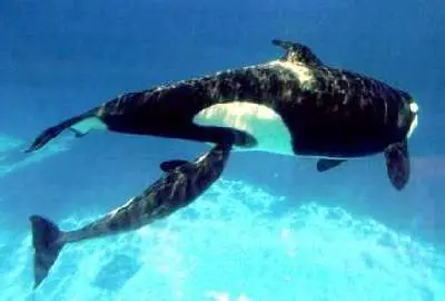 Filhote de Baleia Orca Mamando