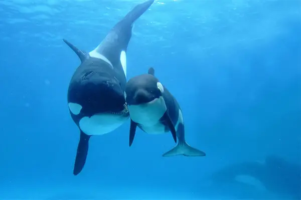 Filhote de Baleia de Orca Com a Mãe