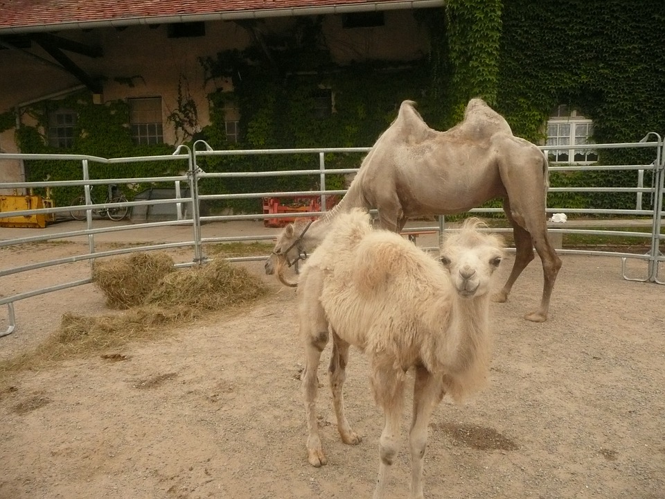 Filhote de Camelo