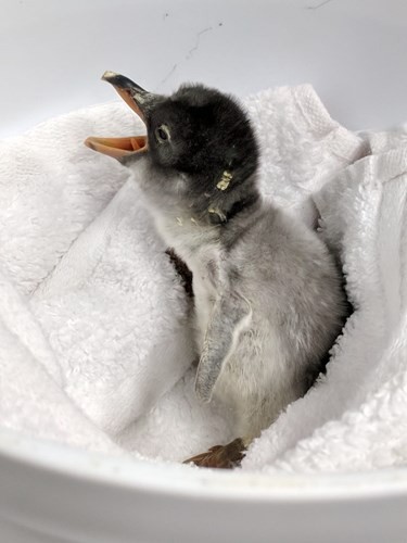 Filhote de Pinguim Recém Nascido 