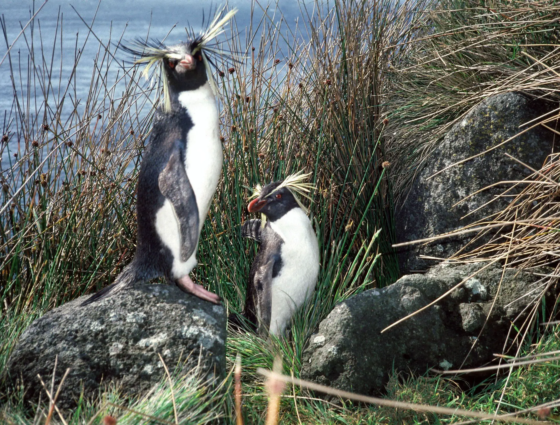 Filhote de Pinguim Saltador da Rocha Com a Mãe