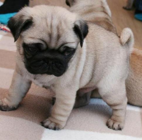 Filhote de Pug