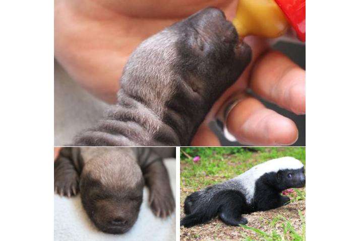 Filhote de Ratel