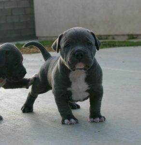 Filhotes de Pitbull Spike 