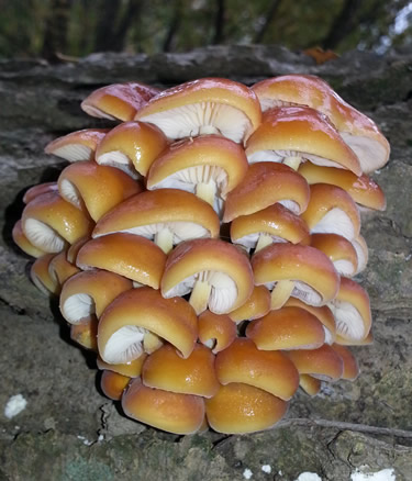 Flammulina Velutipes