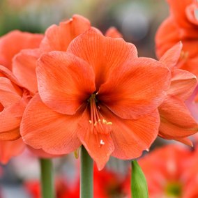 Flor Amarílis Laranja: Como Cuidar, Como Florescer e Fotos | Mundo Ecologia