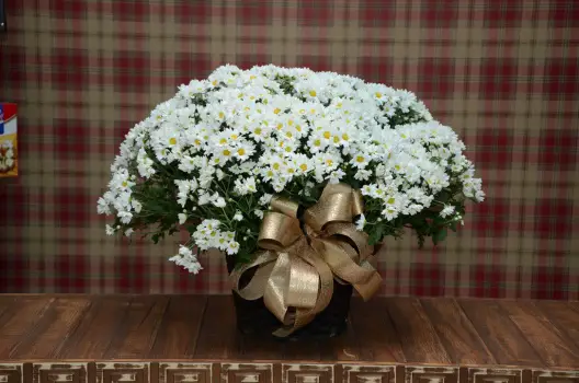 Flor Bola Belga Artificial no Vaso em Casa 