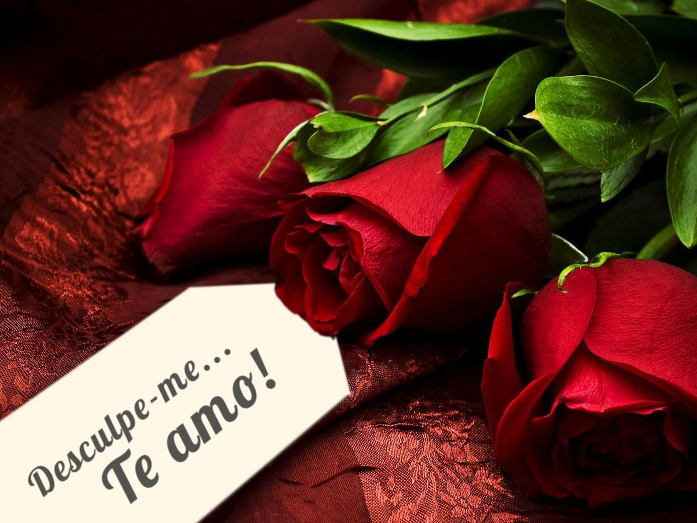 Qual a Melhor Flor Para um Pedido de Desculpas? Qual a Cor?