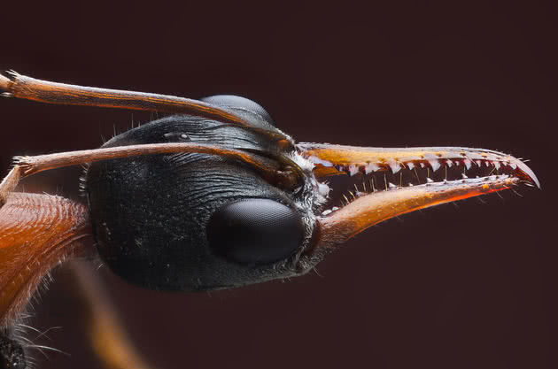 Formiga Fotografada de Frente