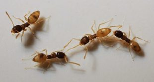 Formigas Domésticas